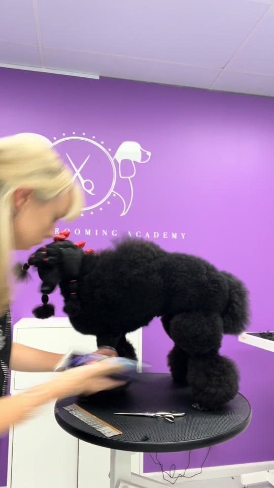 Post 3 by Elite Dog Grooming Academy on TikTok (video)