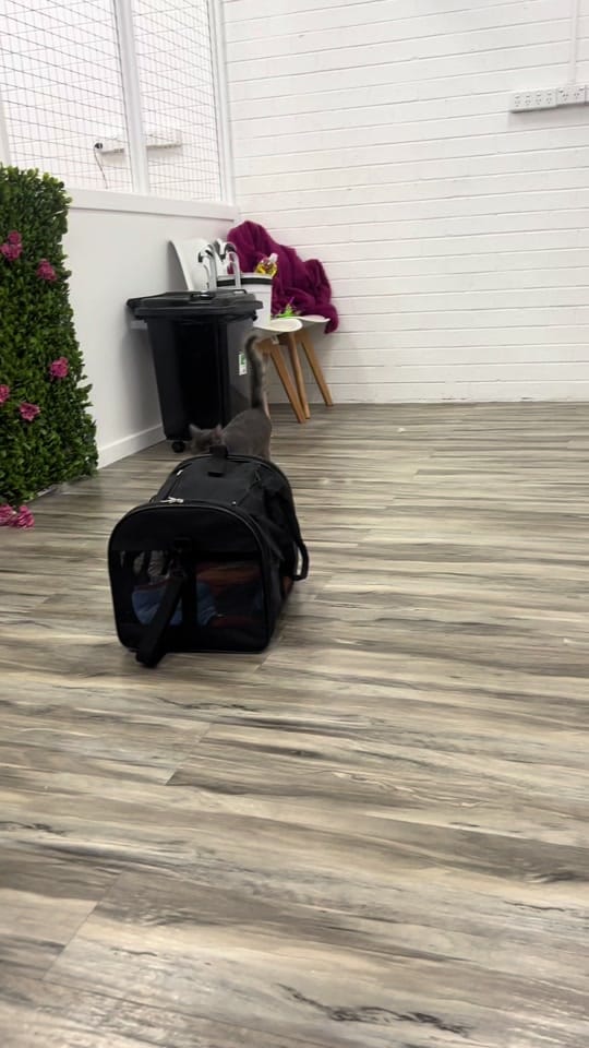 Post 2 by Elite Dog Grooming Academy on TikTok (video)