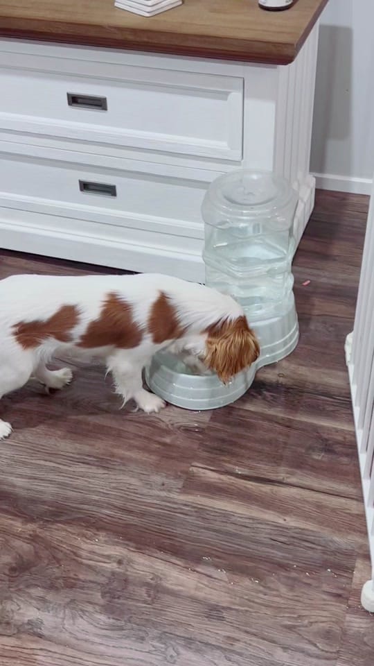 Post 10 by Elite Dog Grooming Academy on TikTok (video)