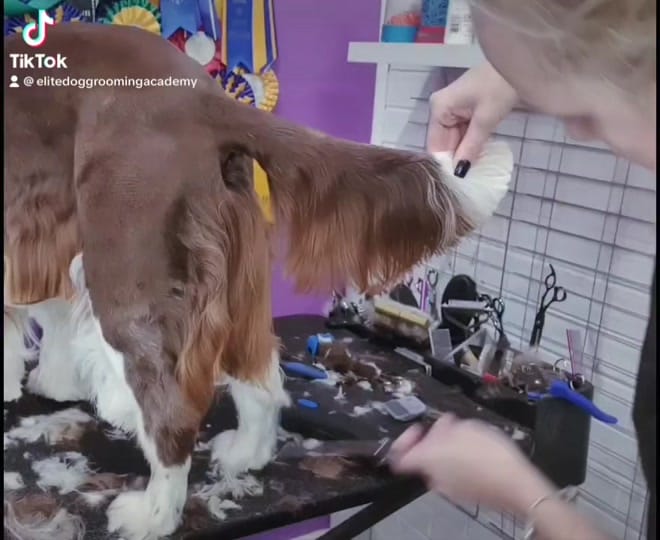 Post 9 by Elite Dog Grooming Academy on TikTok (video)