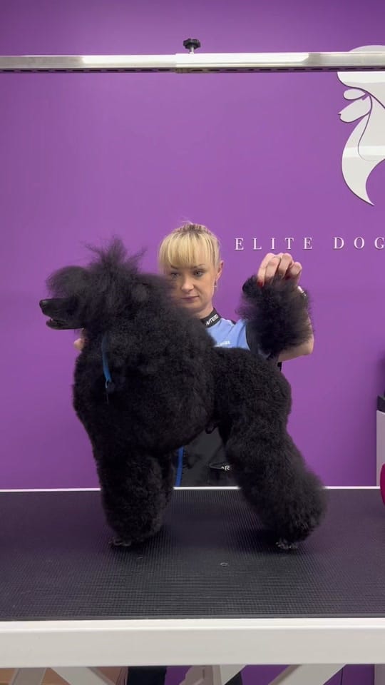 Post 6 by Elite Dog Grooming Academy on TikTok (video)