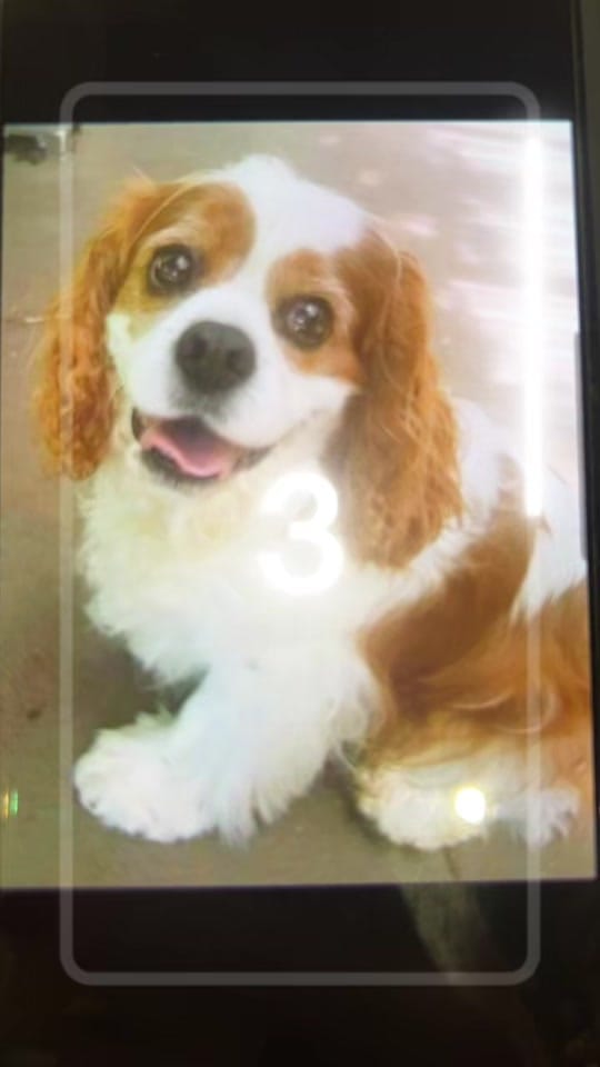 Post 5 by Elite Dog Grooming Academy on TikTok (video)