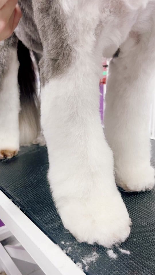 Post 8 by Elite Dog Grooming Academy on TikTok (video)