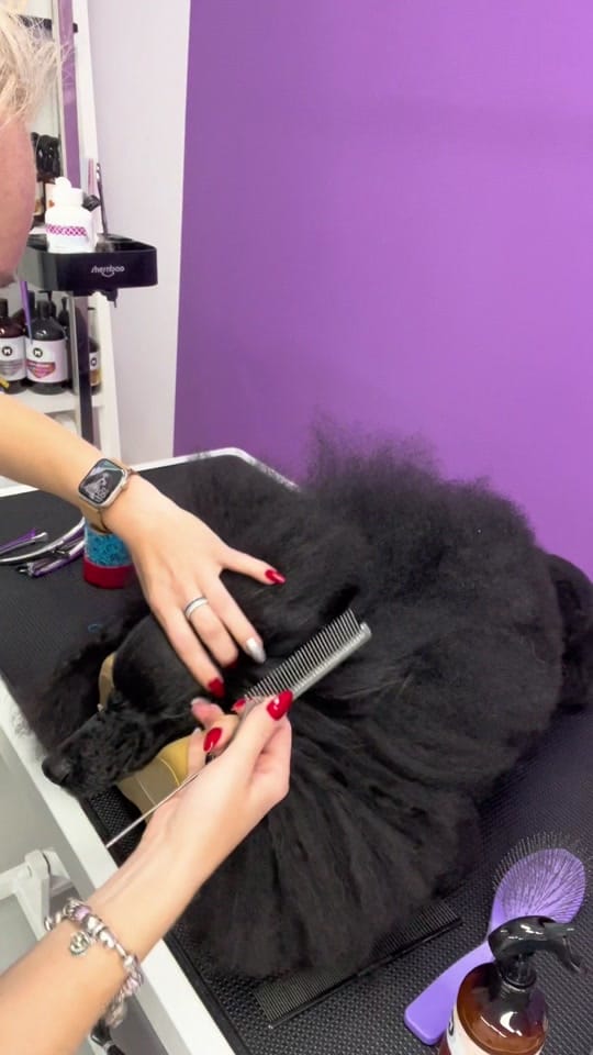 Post 7 by Elite Dog Grooming Academy on TikTok (video)