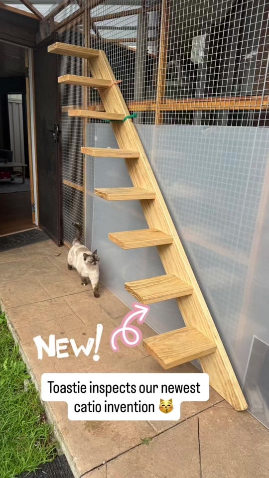 Post 5 by Backyard Catio Builder on TikTok (video)