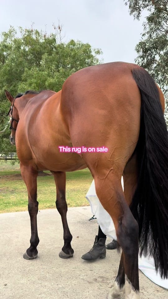 Post 3 by Horseland on TikTok (video)