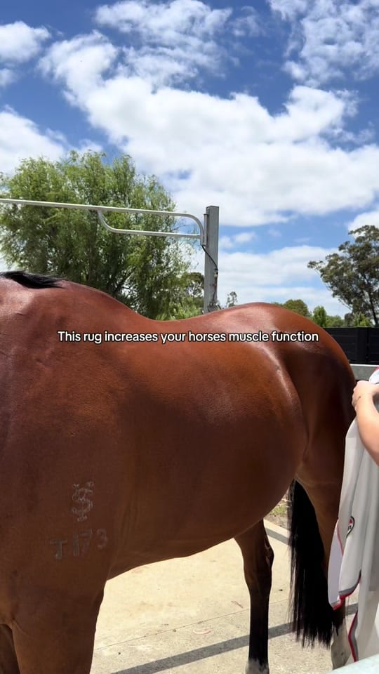 Post 5 by Horseland on TikTok (video)