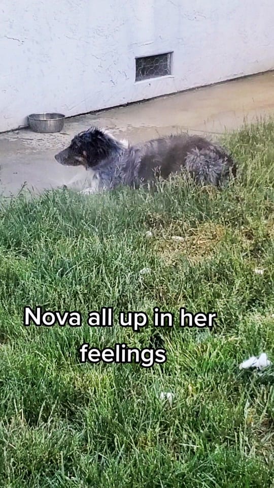 Post 9 by Shannon on TikTok (video)