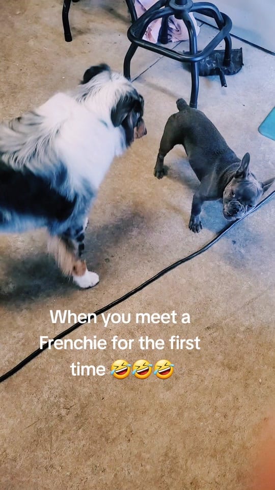 Post 3 by Shannon on TikTok (video)