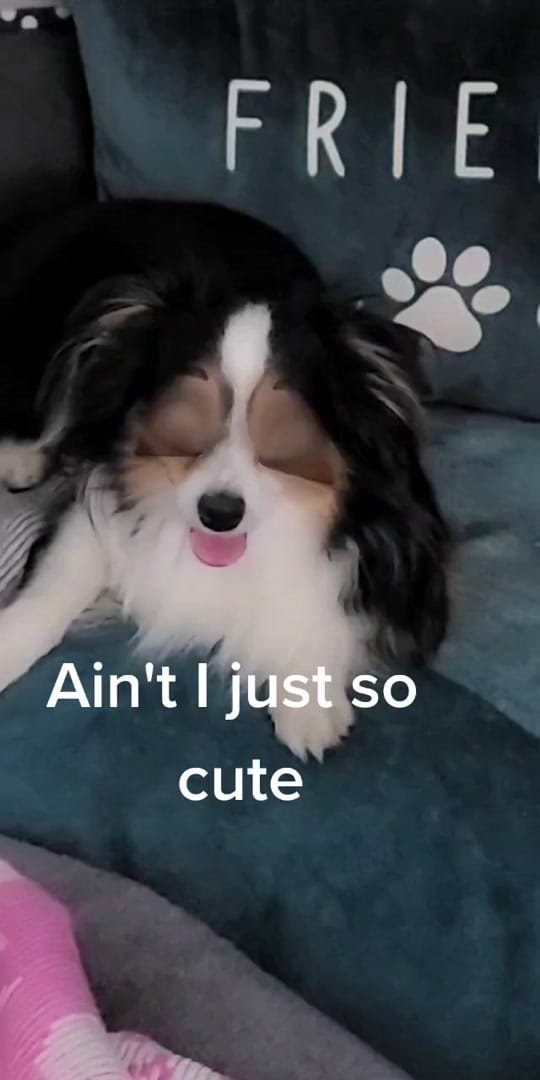 Post 4 by 2 FLORIDA DOGS on TikTok (video)