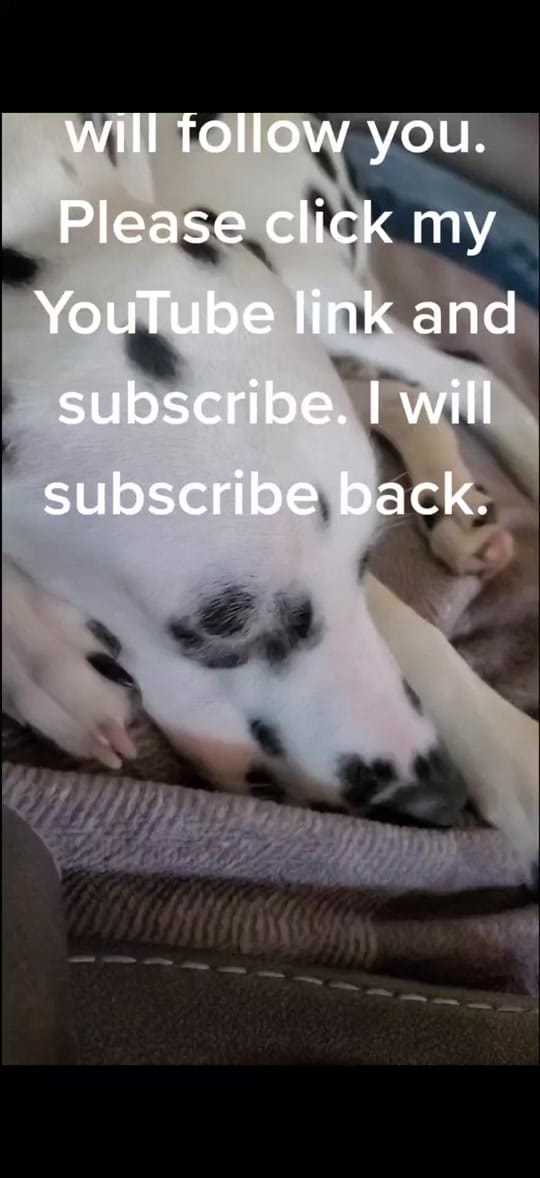 Post 9 by 2 FLORIDA DOGS on TikTok (video)