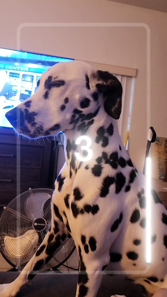 Post 1 by 2 FLORIDA DOGS on TikTok (video)