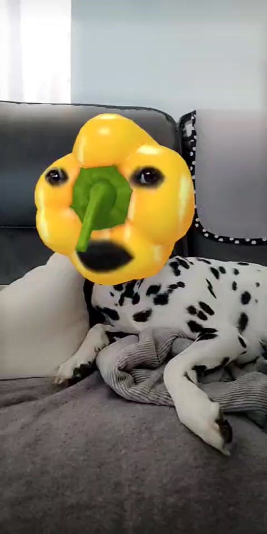 Post 5 by 2 FLORIDA DOGS on TikTok (video)