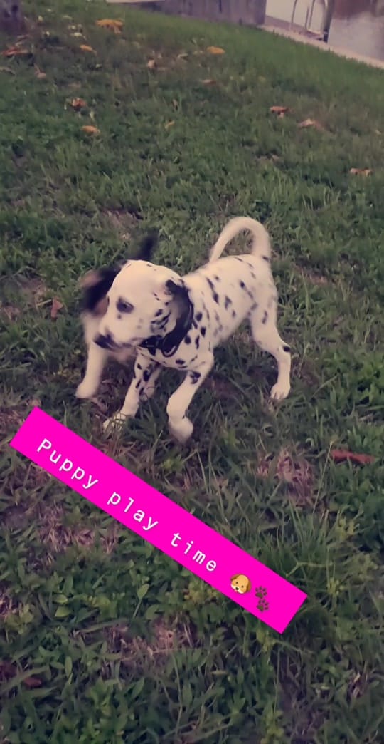 Post 7 by 2 FLORIDA DOGS on TikTok (video)
