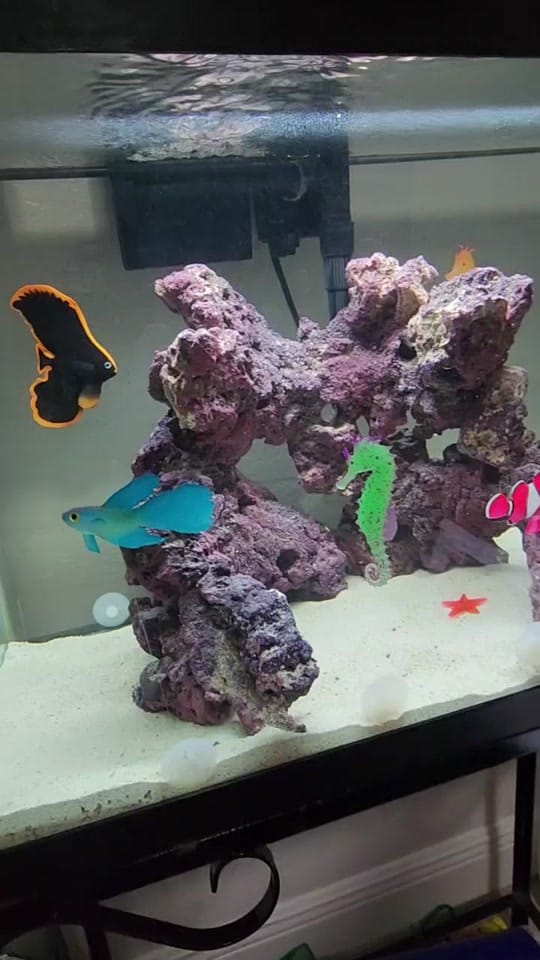 Post 3 by 2 FLORIDA DOGS on TikTok (video)