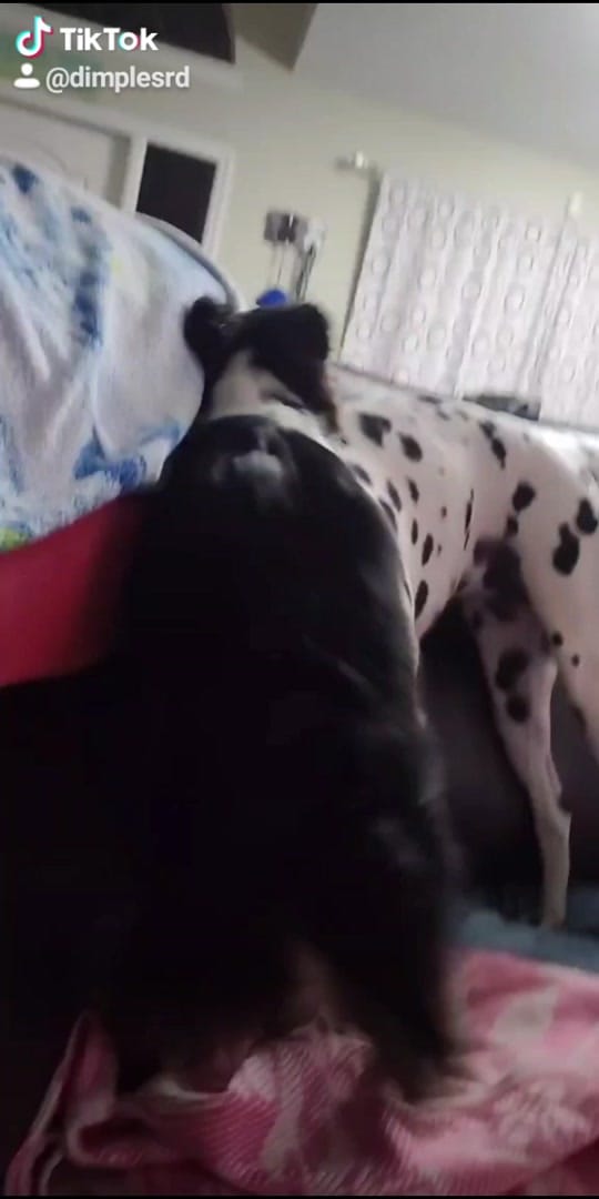 Post 8 by 2 FLORIDA DOGS on TikTok (video)