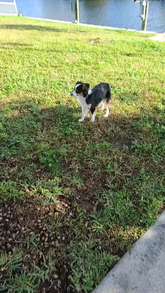 Post 10 by 2 FLORIDA DOGS on TikTok (video)