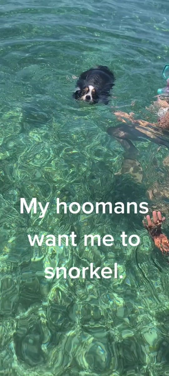 Post 6 by 2 FLORIDA DOGS on TikTok (video)