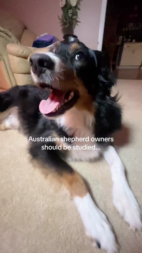 Post 1 by The Saucy Aussie 🐾 on TikTok (video)