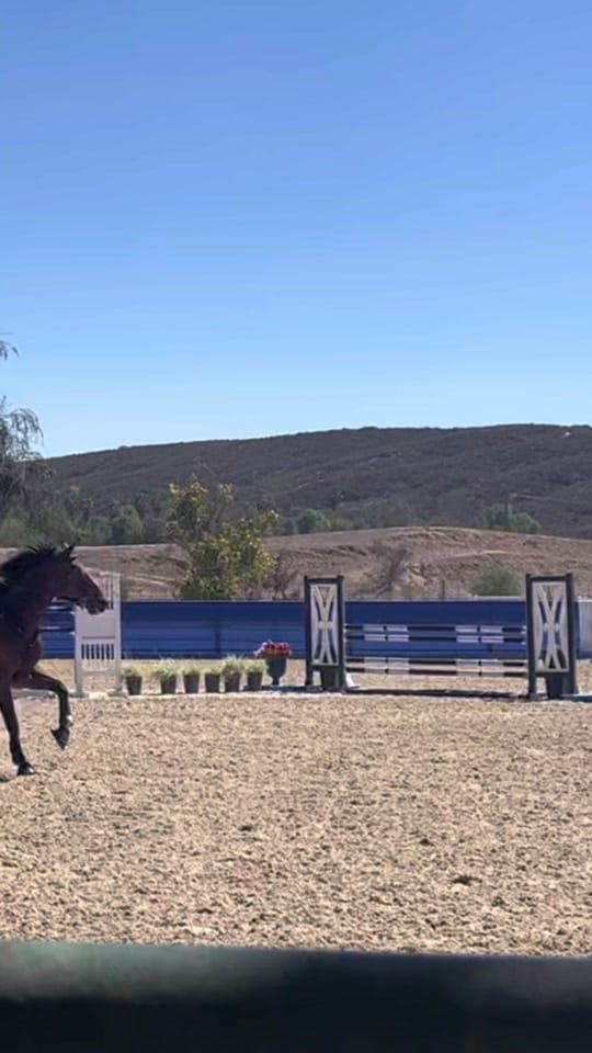 Post 3 by lillytrevorrowequestrian on TikTok (video)