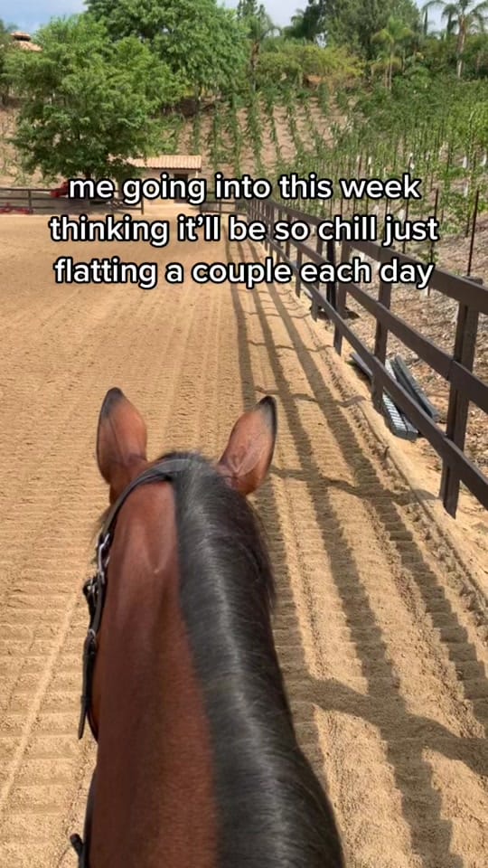 Post 5 by lillytrevorrowequestrian on TikTok (video)