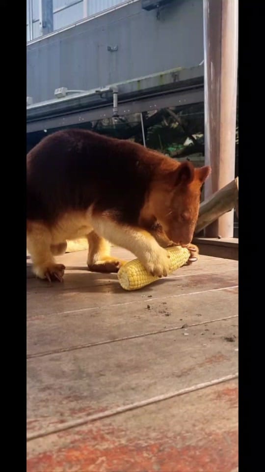 Post 4 by reneehowell18 on TikTok (video)