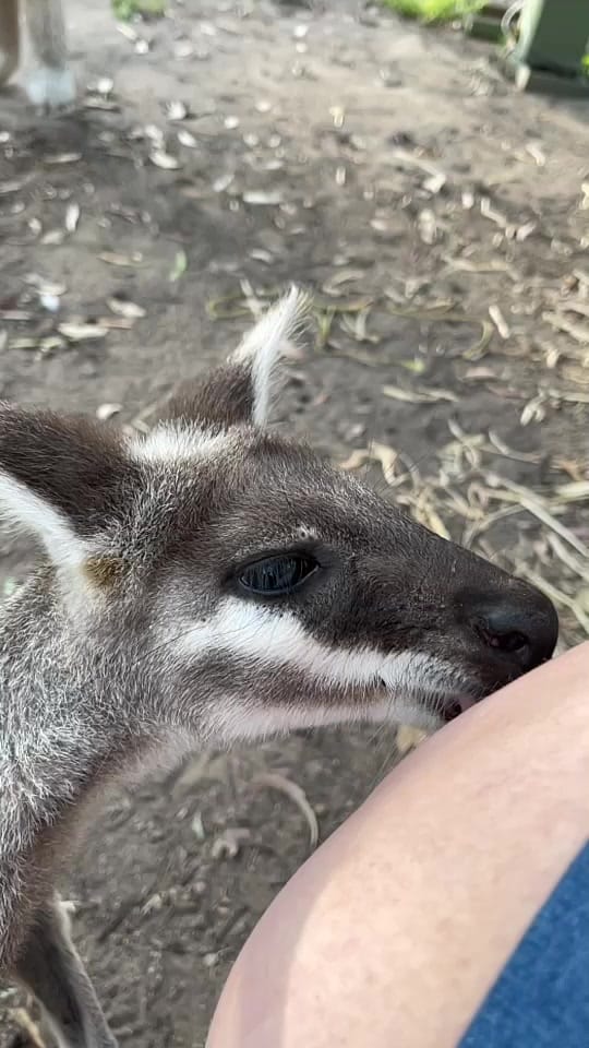 Post 8 by Sarah-Jayne on TikTok (video)
