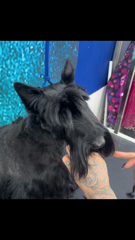Post 9 by TheAussieDogGroomer on TikTok (video)