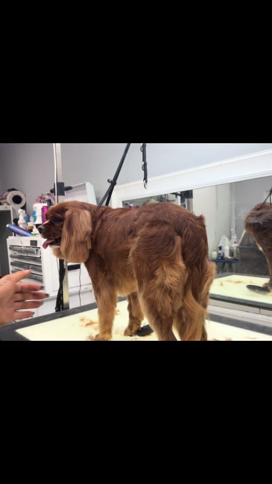 Post 7 by TheAussieDogGroomer on TikTok (video)