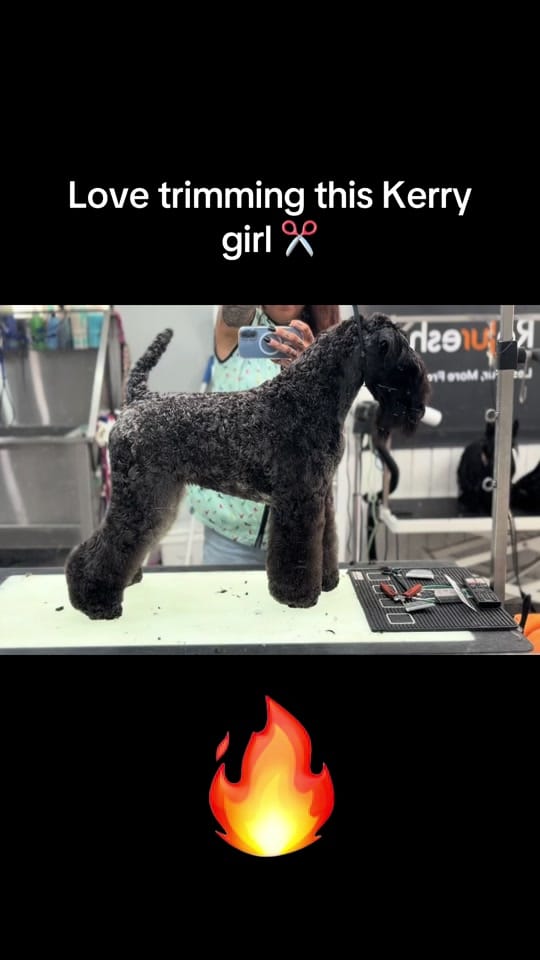 Post 6 by TheAussieDogGroomer on TikTok (video)