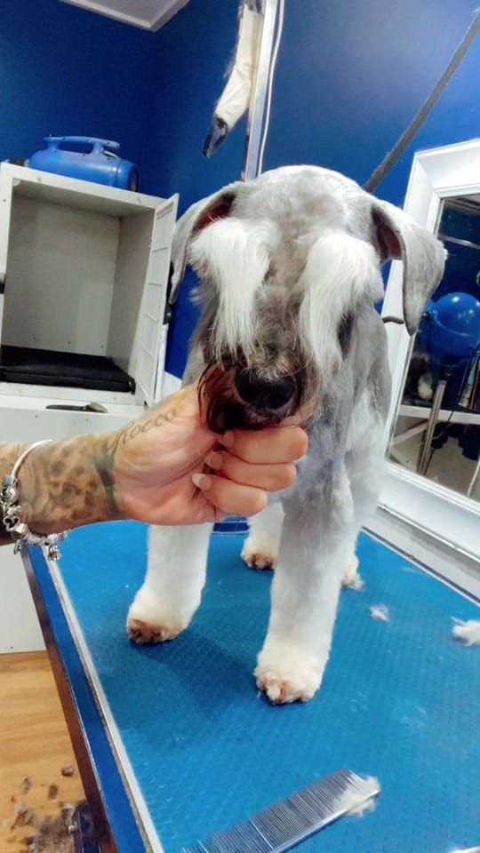 Post 10 by TheAussieDogGroomer on TikTok (video)
