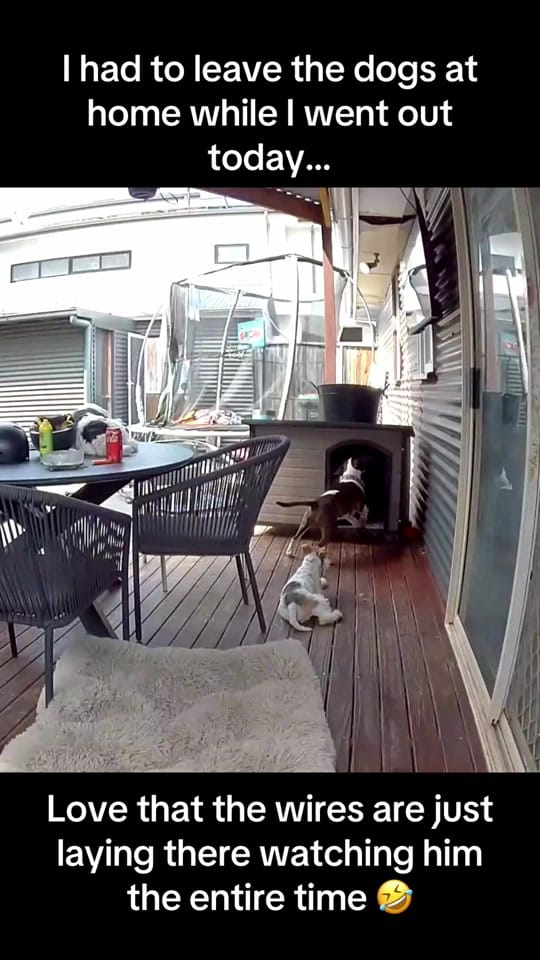 Post 5 by TheAussieDogGroomer on TikTok (video)