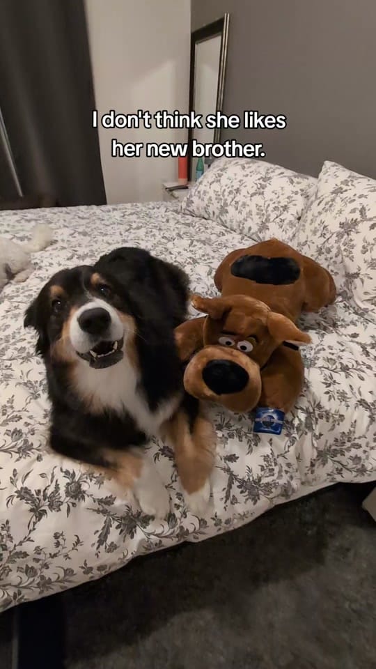 Post 6 by Zoe Marie on TikTok (video)