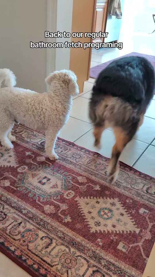Post 5 by Zoe Marie on TikTok (video)