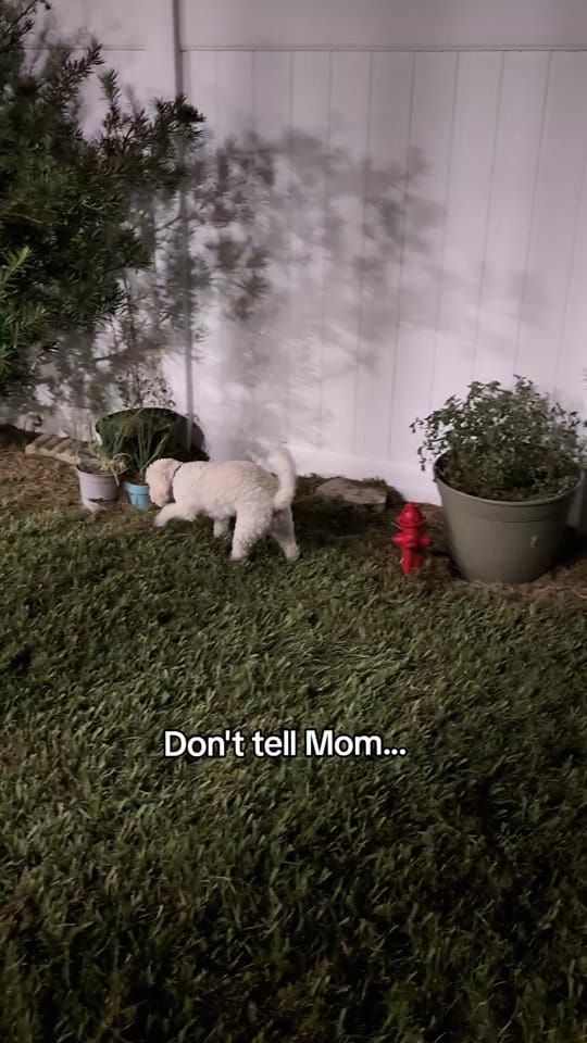 Post 4 by Zoe Marie on TikTok (video)