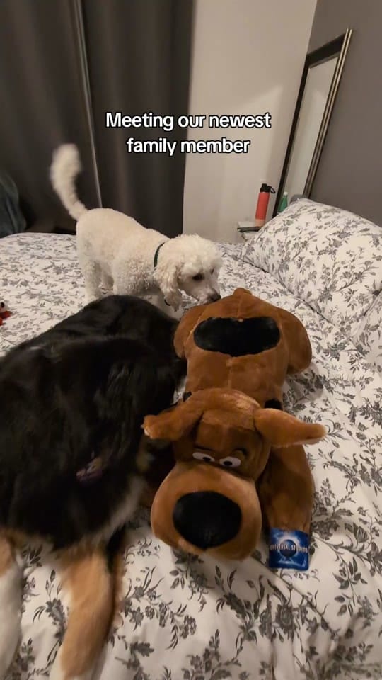 Post 7 by Zoe Marie on TikTok (video)