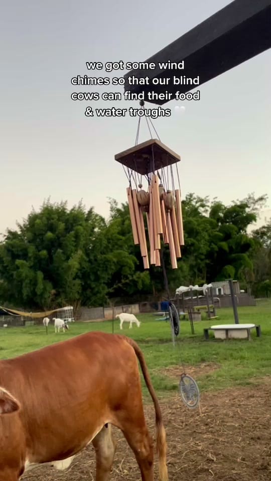 Post 10 by Deathrow Unchained on TikTok (video)