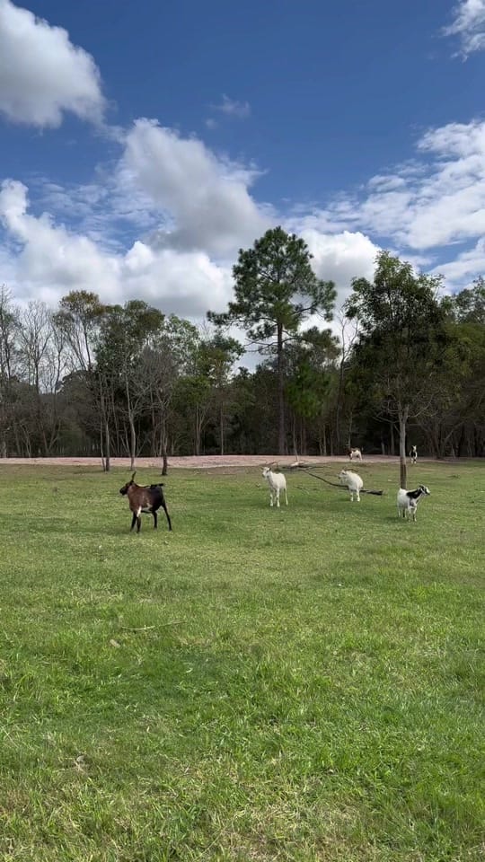Post 6 by Deathrow Unchained on TikTok (video)