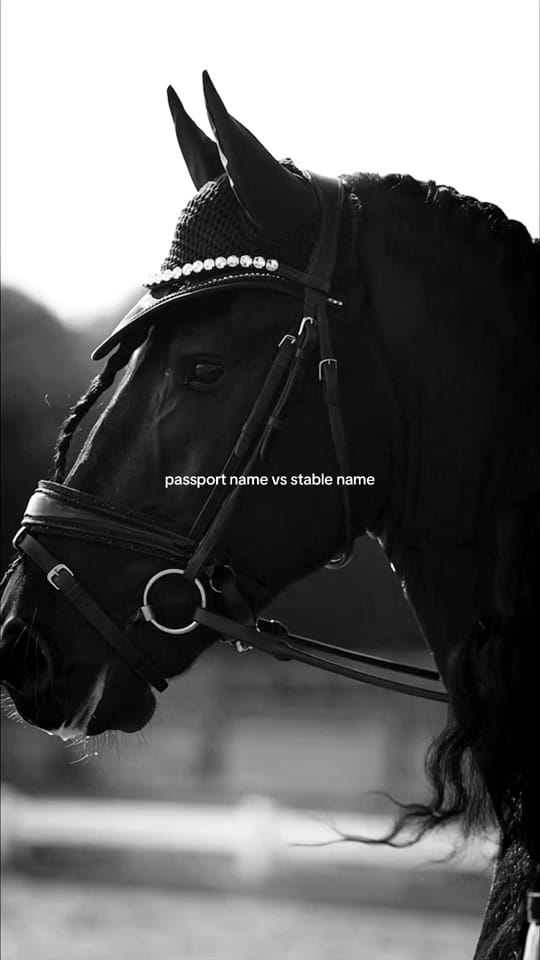 Post 10 by Kingston Equestrian on TikTok (video)