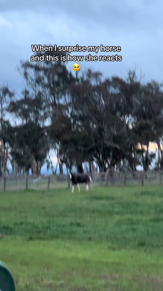 Post 1 by EventingLola on TikTok (video)