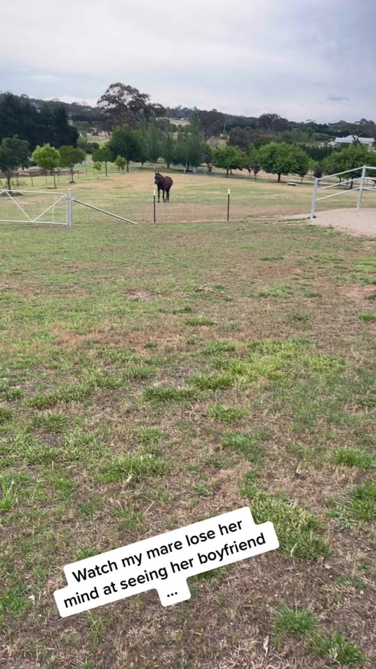 Post 10 by EventingLola on TikTok (video)