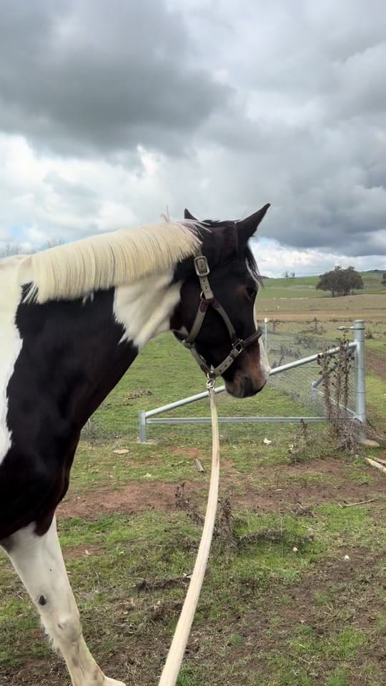 Post 2 by EventingLola on TikTok (video)