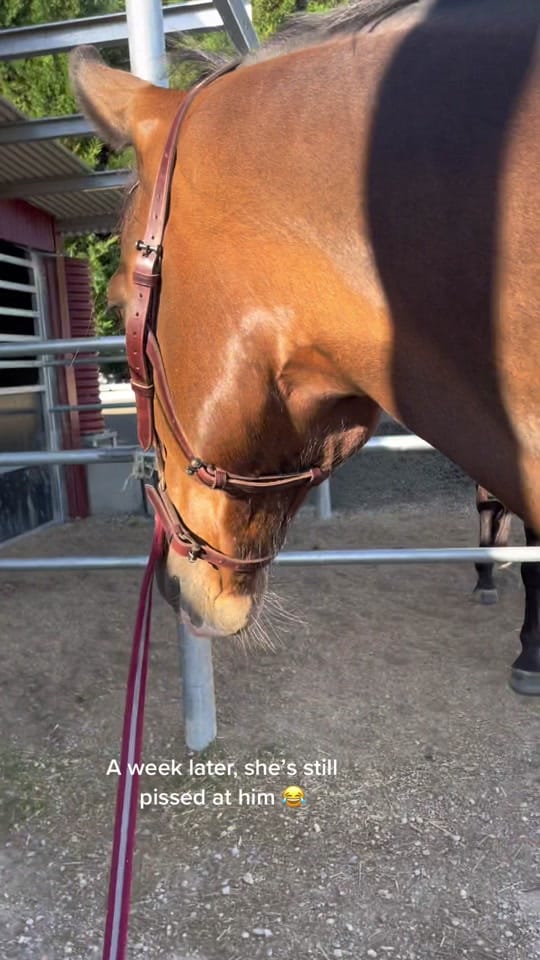 Post 8 by EventingLola on TikTok (video)