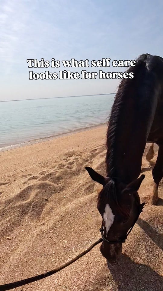 Post 4 by My Pilbara Equestrian Life 🐎 on TikTok (video)