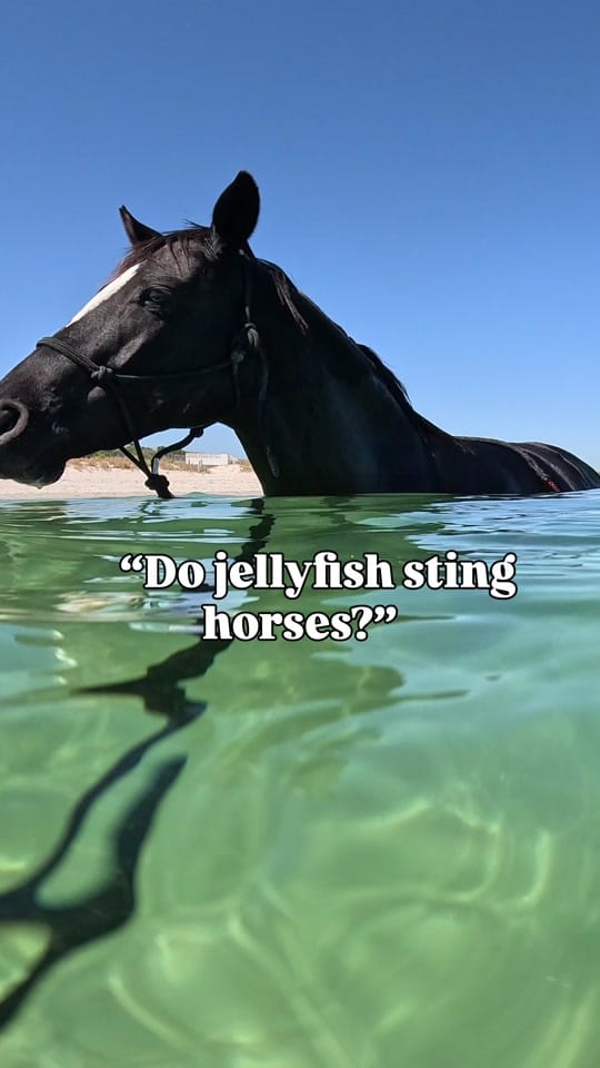 Post 7 by My Pilbara Equestrian Life 🐎 on TikTok (video)