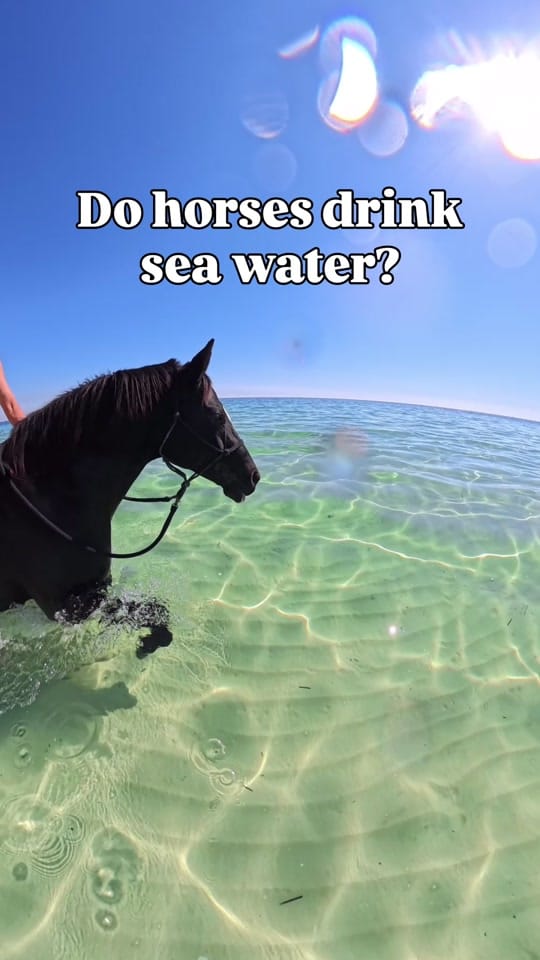 Post 6 by My Pilbara Equestrian Life 🐎 on TikTok (video)