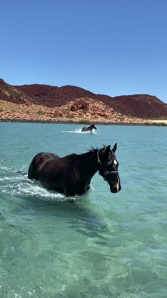 Post 9 by My Pilbara Equestrian Life 🐎 on TikTok (video)