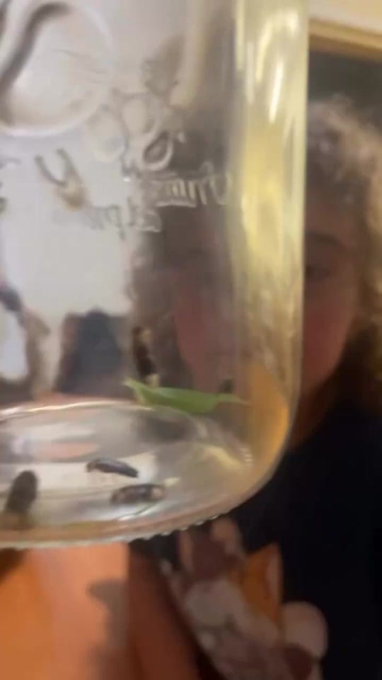 Post 3 by Animal Girl 🦇🐍🐋 on TikTok (video)