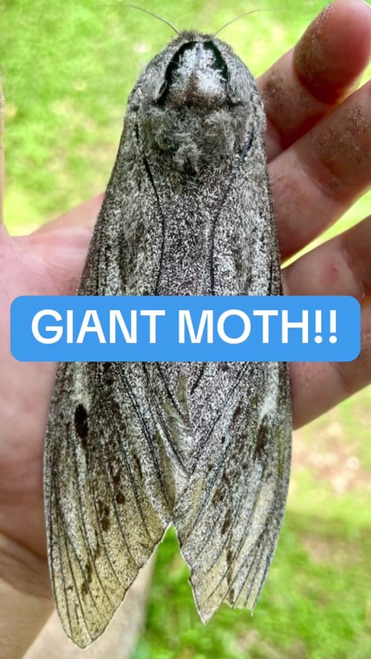 Post 6 by Animal Girl 🦇🐍🐋 on TikTok (video)
