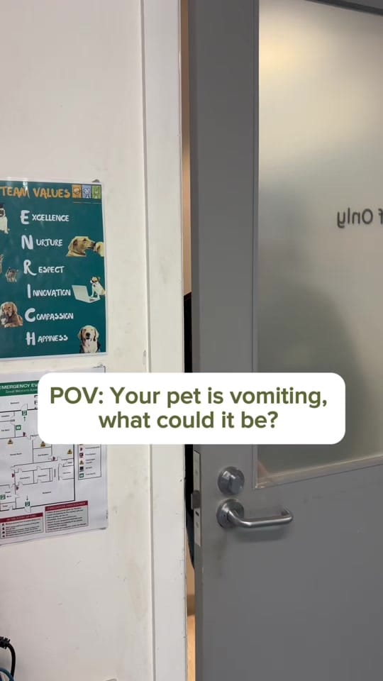Post 6 by Great Western Animal Hospital on TikTok (video)